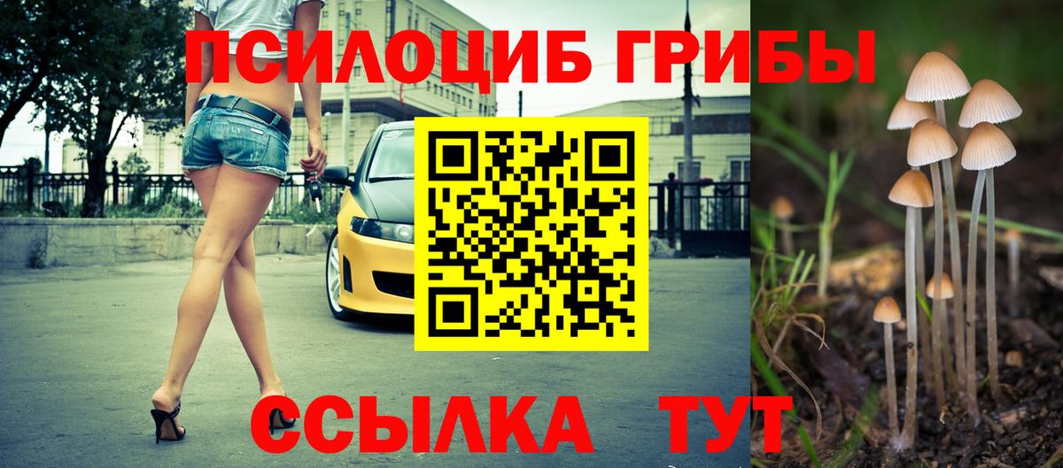 Псилоцибиновые грибы Psilocybe Новозыбков