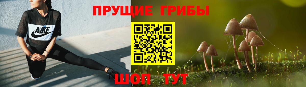Новозыбков  Псилоцибиновые грибы Psilocybine cubensis  Вход с VPN  Галлюциногенные грибы Psilocybe 